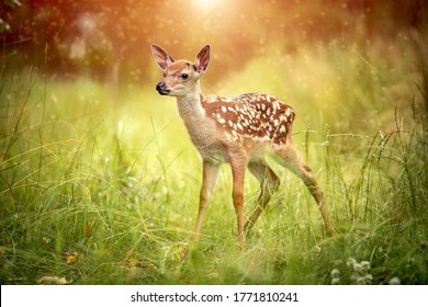 baby deer Bambi in the grass in summer on a Sunny day selective focus