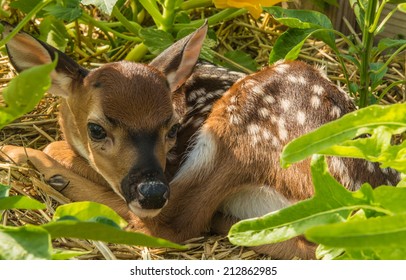 Baby Deer Hiding