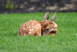 Baby Deer Lying In Front Yard