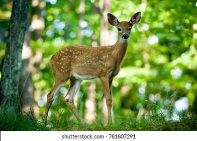 Baby Deer Standing In Forest