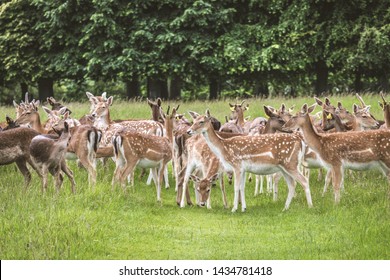 Baby Deers In Phoenix Park 