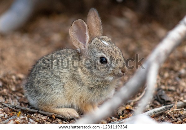 Baby Desert Cottontail Rabbit Cute Wildlife Stock Photo Edit Now 1231119334