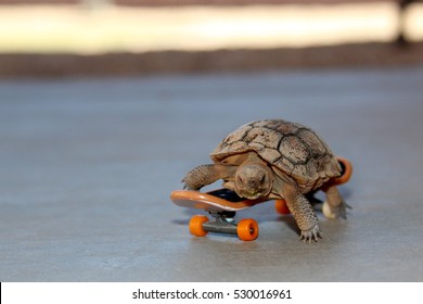 Baby Desert Tortoise Rides A Skateboard