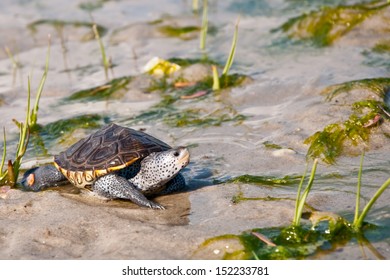 Baby Diamondback Terrapin