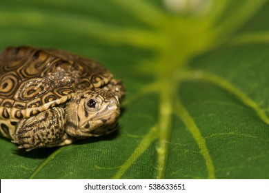 Baby Diamondback Terrapin