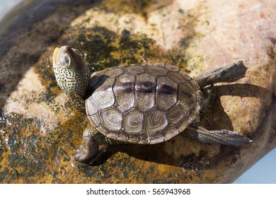 Baby Diamondback Terrapin Sunbathe Stock Photo 565943968 | Shutterstock