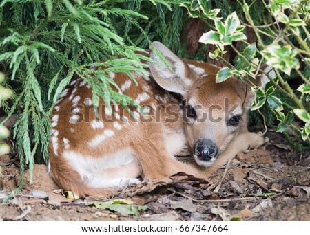 Baby doe deer comfortably hiding in the bushes sleeping waiting for her mom to return after foraging in the woods.