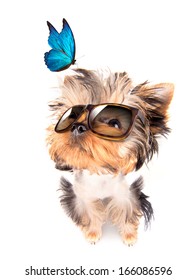 baby dog with fashion shades and blue butterfly on a white background