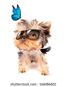 baby dog with fashion shades and blue butterfly on a white background