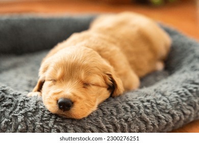 Baby dog Golden Retriever Puppy - Shutterstock ID 2300276251