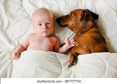 Baby And Dog Lying Sheltered Blanket