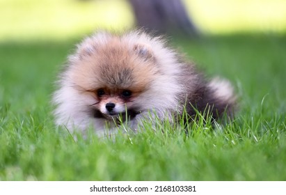 8,652 Baby pomeranian Images, Stock Photos & Vectors | Shutterstock