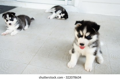 Baby Dog Siberian Husky On The Floor