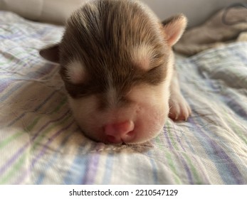 Baby Dog Sleeping Cute Animal