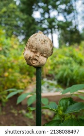 A Baby Doll Head On A Post In The Garden