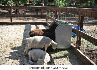 Baby Doll Sheep In Their Pen In Summer Sun, Eating Food