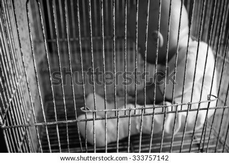 Baby doll toy in cage victim emotionally,abused,kidnapped concept black and white out of focus