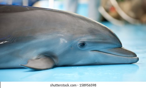 Baby Dolphin