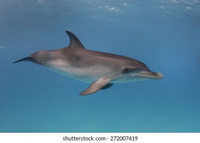 Baby Dolphin Swims Near The Surface 