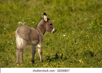 Baby Donkey