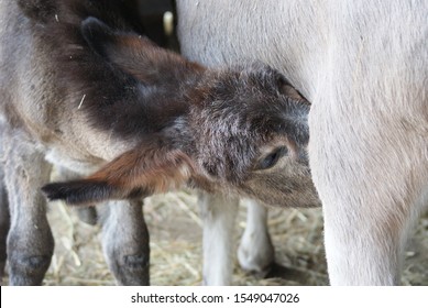 Baby donkey sucking mother`s milk