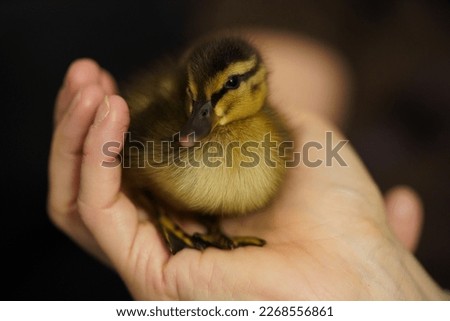 Baby duck duckling, held in one hand, right profile shot