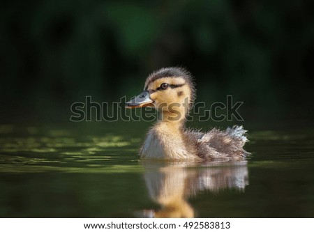 Similar – Small duckling in the grass