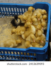 Baby ducklings with one black one, in the weekly Canakkale market,  Turkey