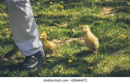 Baby Ducks Following Human Legs 