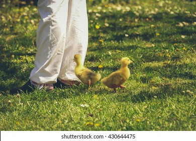 Baby Ducks Following Human Legs Stock Photo Edit Now 430644475