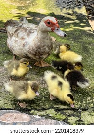 Baby Ducks Following Parents. Duck Family