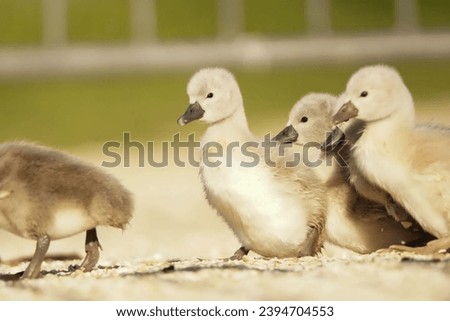 Baby ducks, also known as ducklings, are precocial, meaning they are born with their eyes open and are capable of walking and swimming shortly after hatching. Cute and resilient little waterfowl!