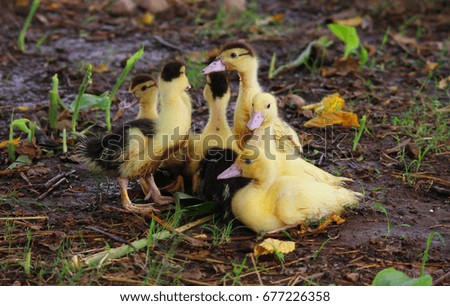 Similar – Image, Stock Photo Mother and Baby Muscovy ducklings Cairina moschata