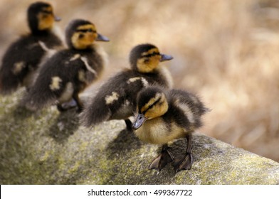 Baby Ducks In A Row