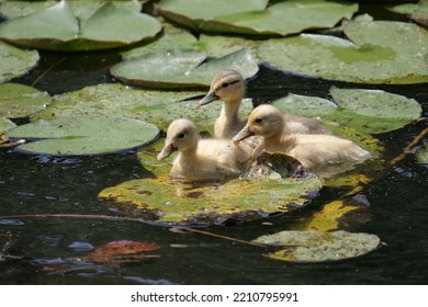 Baby Ducks Swimming And Finding Their Mother. Very Eye Catchy Scene To Capture In Brazil Reserve Forest Lake