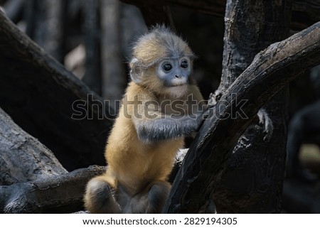 Baby dusky leaf monkey (Trachypithecus obscurus) in the mangrove forest on Railay Beach, Railay, Krabi, southern Thailand. Also called Spectacled Langur, it is an endangered species. 

