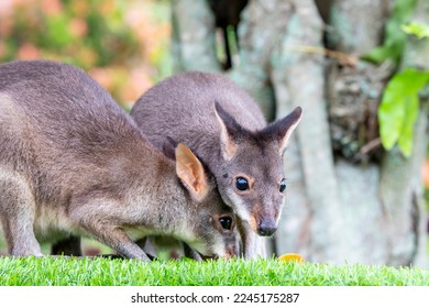 The baby dusky wallaby (Thylogale brunii). A species of marsupial in family Macropodidae. It is found in the Aru and Kai islands and the Trans-Fly savanna and grasslands ecoregion of New Guinea.