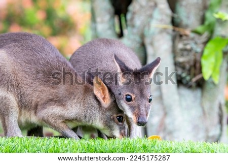 The baby dusky wallaby (Thylogale brunii). A species of marsupial in family Macropodidae. It is found in the Aru and Kai islands and the Trans-Fly savanna and grasslands ecoregion of New Guinea.