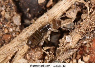 Baby Earwig