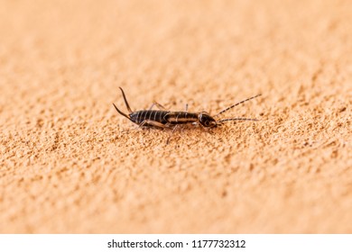 Baby Earwig On A Wall In Summer