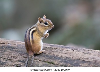 Baby Eastern Chipmunk (Tamias Striatus) In Early Fall