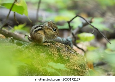 Baby Eastern Chipmunk (Tamias Striatus) In Early Fall