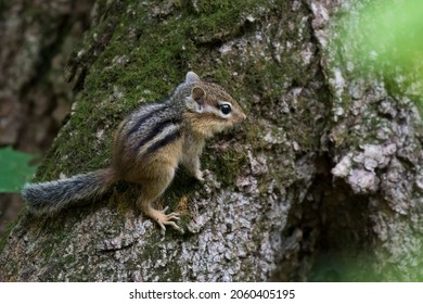 Baby Eastern Chipmunk (Tamias Striatus) In Early Fall