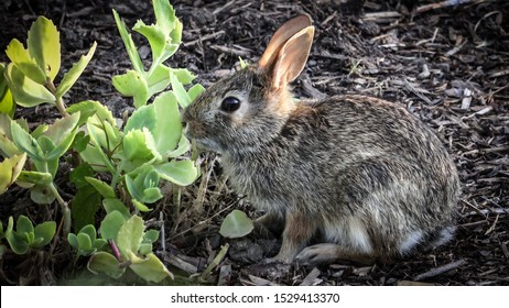 A baby Eastern Cottontail Rabbit (Sylvilagus floridanus) eating plants in a garden