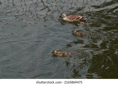 Baby Of Eastern Spot Billed Duck