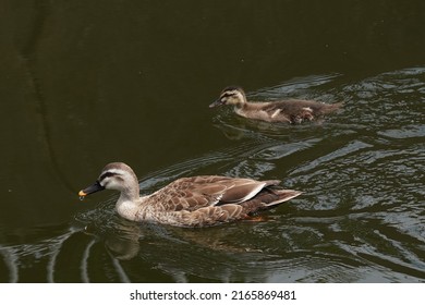 Baby Of Eastern Spot Billed Duck