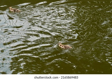 Baby Of Eastern Spot Billed Duck