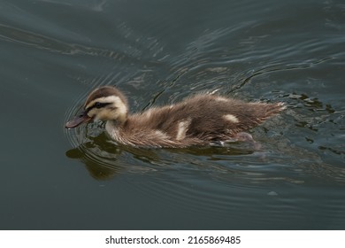 Baby Of Eastern Spot Billed Duck