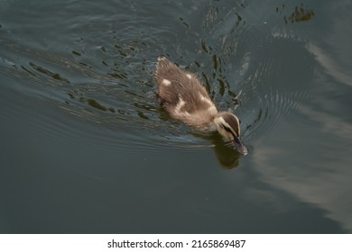 Baby Of Eastern Spot Billed Duck