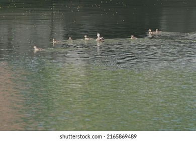 Baby Of Eastern Spot Billed Duck